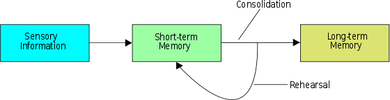 Sensory information, short term memory, consolidation, rehearsal, long-term memory.