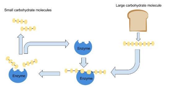 Enzymes Role in Carbohydrate Digestion
