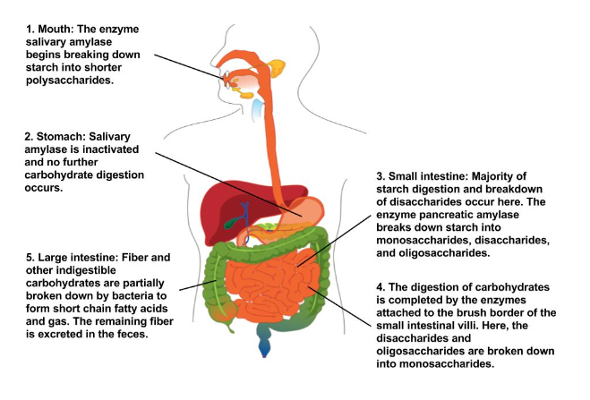 Overview of Carbohydrate Digestion