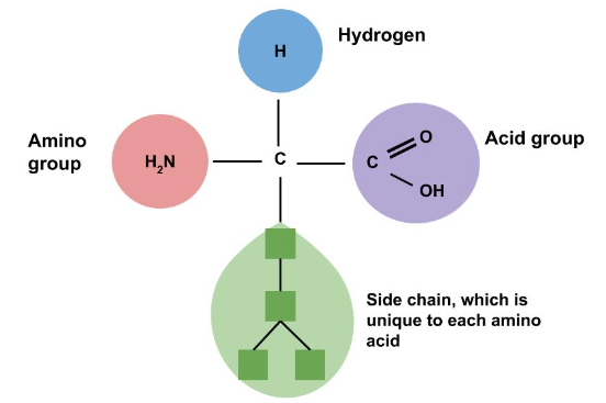 Amino Acid Structure