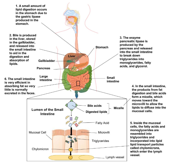 Lipid Digestion and Absorption