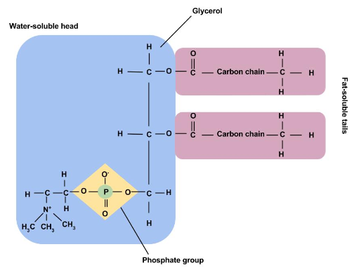 The Structure of a Phospholipid