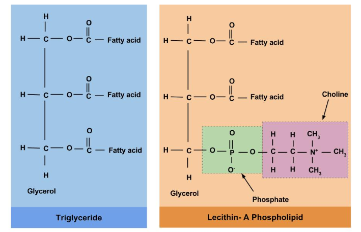 The Difference Between Triglycerides and Phospholipids