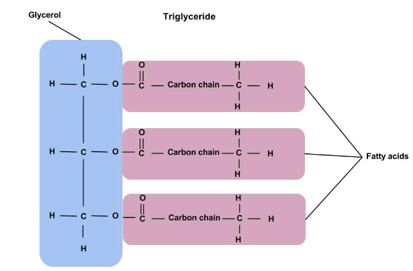 The Structure of a Triglycerides
