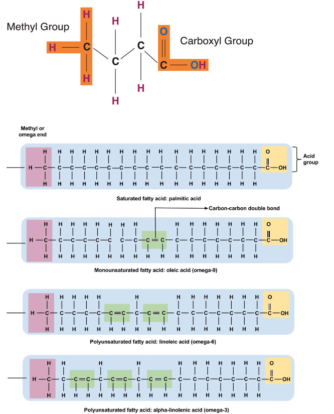 Structures of a Saturated, Monounsaturated, and Polyunsaturated Fat