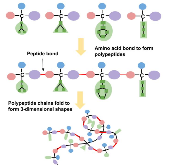 The Formation of Polypeptides