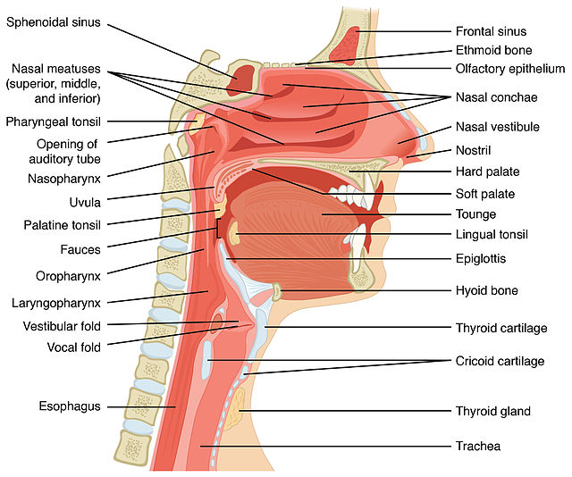 Mouth, Epiglottis, Pharynx, and Trachea