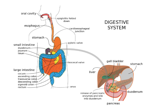 Anatomy of the Human Digestive System