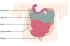 Diagram showing the sections of the small intestine: duodenum, jejunum, ileum