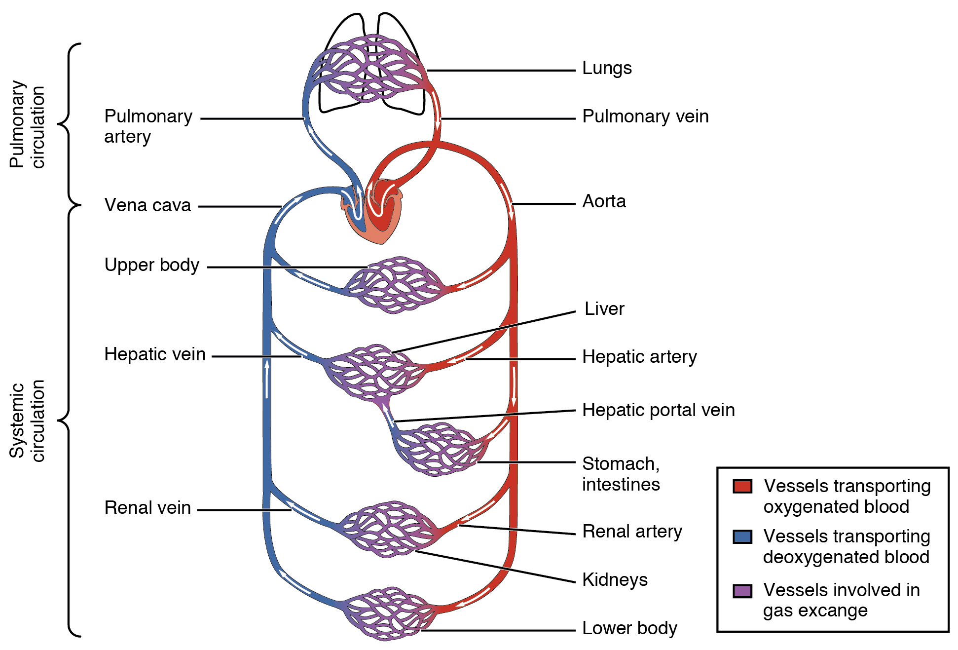 Diagram showing the circulatory system of the human body. Arteries transport oxygenated blood, veins carry deoxygenated blood, and capillaries are involved in gas exchange.