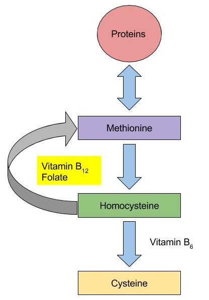 B Vitamins Coenzyme Roles