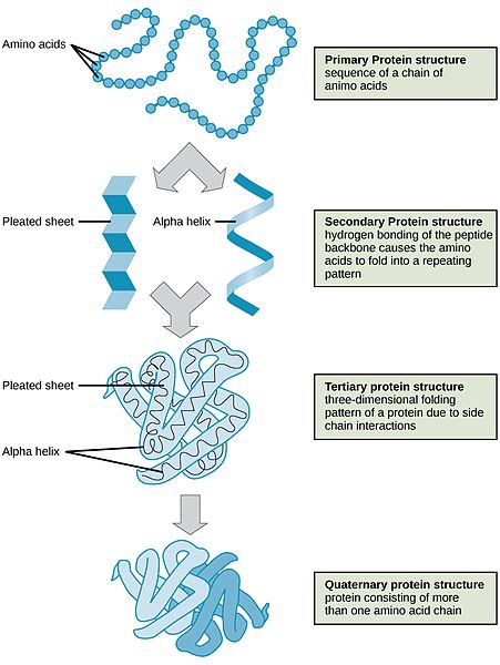 The four structural levels of proteins