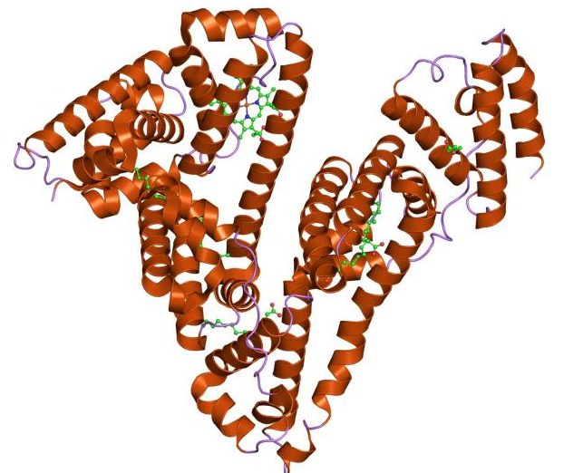 The Protein Albumin