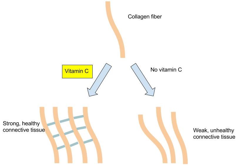 Vitamin C and collagen synthesis