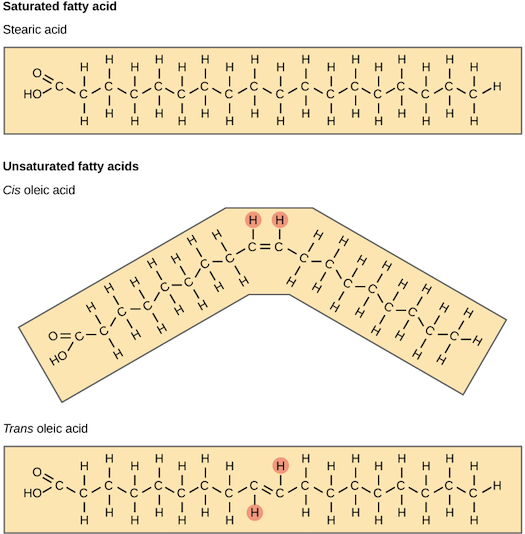 Structures of fatty acids