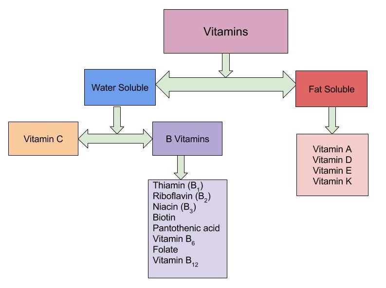 Flowchart of types of vitamins