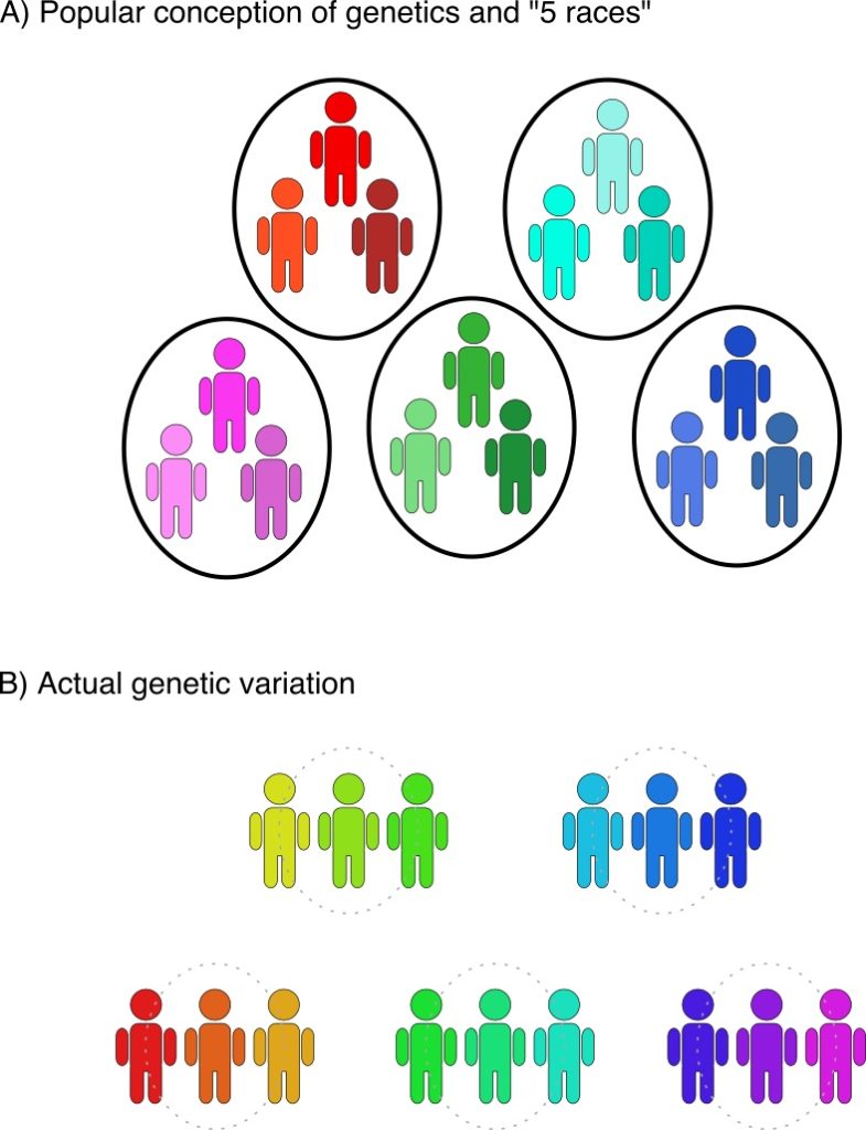 A) Popular conception of genetics and "5 races" is illustrated by five separate circles containing three human icons in a similar colour group vs B) Actual genetic variation, demonstrated by 5 groups of three human icons (not isolated in circles) loosely grouped together and with more colour variation .