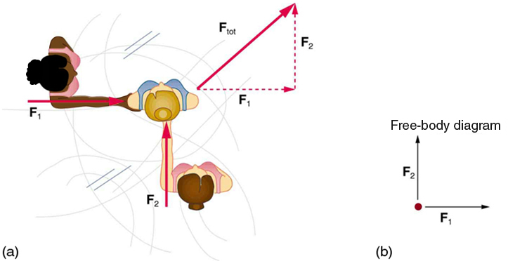 (a) Overhead view of two ice skaters pushing on a third. One skater pushes with a force F two, represented by an arrow pointing up, and a second skater pushes with a force F one, represented by an arrow pointing from left to right. Vector F one and vector F two are along the arms of the two skaters acting on the third skater. A vector diagram is shown in the form of a right triangle in which the base is vector F one pointing east and perpendicular is shown by vector F two pointing north. The resultant vector is shown by the hypotenuse pointing northeast. (b) Free-body diagram showing only the forces acting on the skater.