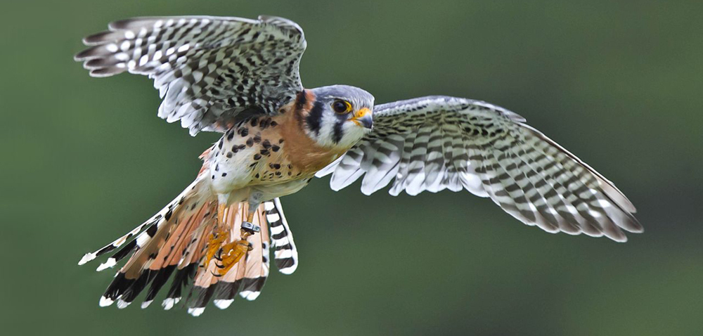 Photo of a bird in flight.