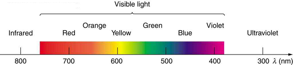 A continuous distribution of colors with their range of wavelength lambda in nanometers, starting with infrared at 800 nanometers. Following infrared is the visible region with red at 700 nanometers, orange, yellow at 600 nanometers, green, blue at 500 nanometers, and violet at 400 nanometers. The distribution ends with ultraviolet at 300 nanometers.