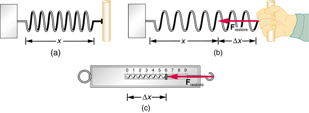 (a) A spring of length x, fixed at one end, is shown in horizontal position. (b) The same spring is shown pulled by a person by a distance of delta x. The restoring force F restore is represented by an arrow pointing left toward the position where the spring is fixed. (c) A spring balance containing a spring stretched a distance delta x is shown. The restoring force is represented by an arrow F restore pointing toward the left in the direction opposite to the elongation of the spring.