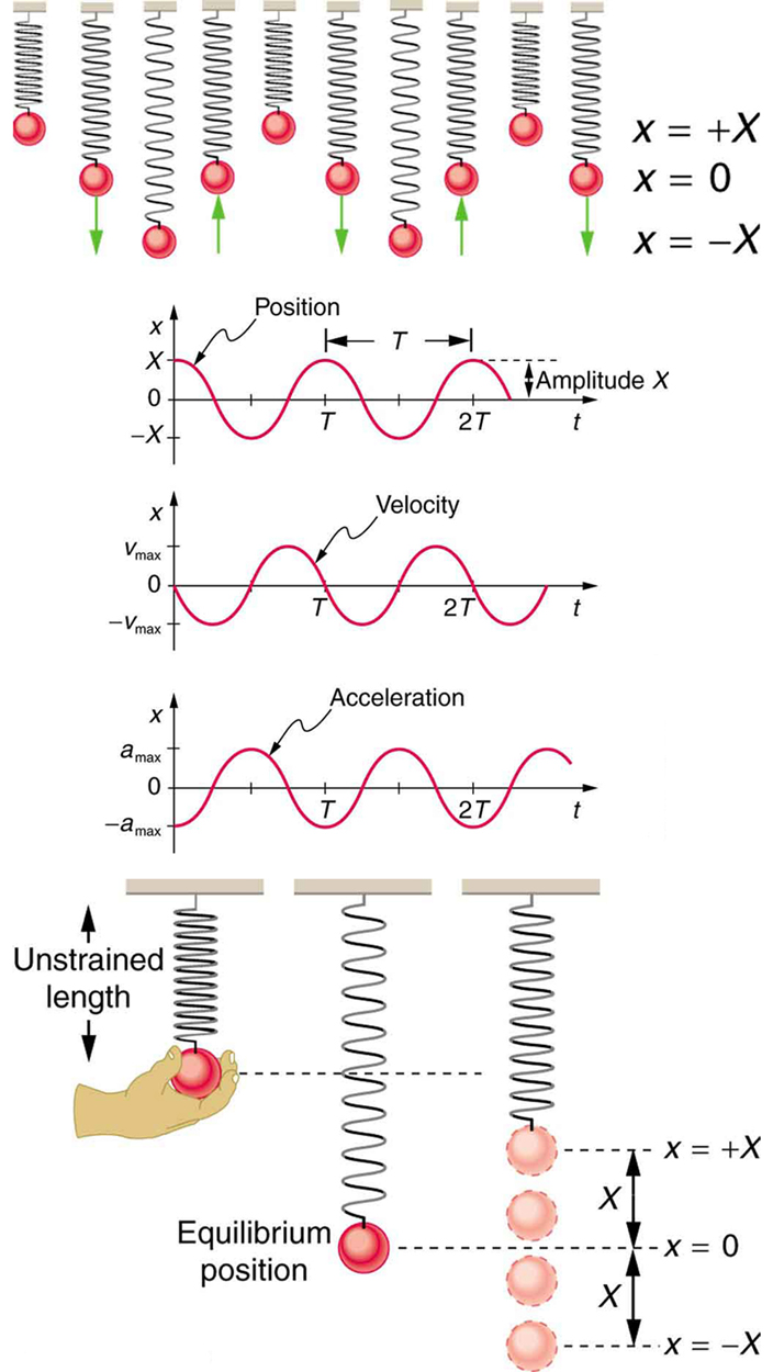 In the figure at the top there are ten springboards with objects of different mass values tied to them. This makes some springs highly compressed some as loosely stretched and some at equilibrium, which are shown as red spherical shaped. Alongside the figure there is a scale given for different amplitude values as x equal to positive X, zero and negative X. the upward and downward pointing arrows are shown with a few springboards. In the second figure there are three graphs. The first graph shows distance covered in form of a sine wave starting from a point x units on positive y-axis. The height of the wave above x-axis is marked as amplitude. The gap between two consecutive crests is marked as T. Below first graph there is another graph showing velocity in form of a sine wave starting from the origin downward. In the third graph below the second one, acceleration is shown in the form of sine wave starting from x units on the negative y-axis upward. In the last figure three position of a spring are shown. The first position shows the unstretched length of a spring pendulum. A hand is holding the bob of the pendulum. In the second position the equilibrium position of the spring and bob is shown. This position is lower the first one. In the third case the up and down oscillations of the spring pendulum are shown. The bob is moving x units in upward and downward directions alternatively.