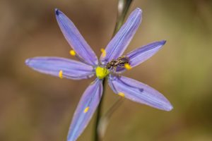 Figure 2.16 Image of a blue camas flower and an insect pollinator. The underground bulb of camas is baked in a fire pit. Heat acts like pancreatic amylase enzyme and breaks down long chains of indigestible inulin into digestible mono and di-saccharides. Figure 2.16 Image of a blue camas flower and an insect pollinator. The underground bulb of camas is baked in a fire pit. Heat acts like pancreatic amylase enzyme and breaks down long chains of indigestible inulin into digestible mono and di-saccharides.