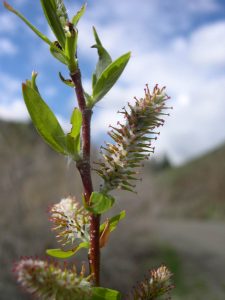 Pacific willow bark contains the compound salicin. Figure 4.10 Pacific willow bark contains the compound salicin.