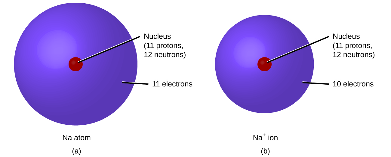Figure A shows a sodium atom, N a, which has a nucleus containing 11 protons and 12 neutrons. The atom’s surrounding electron cloud contains 11 electrons. Figure B shows a sodium ion, N a superscript plus sign. Its nucleus contains 11 protons and 12 neutrons. The ion’s electron cloud contains 10 electrons and is smaller than that of the sodium atom in figure A.
