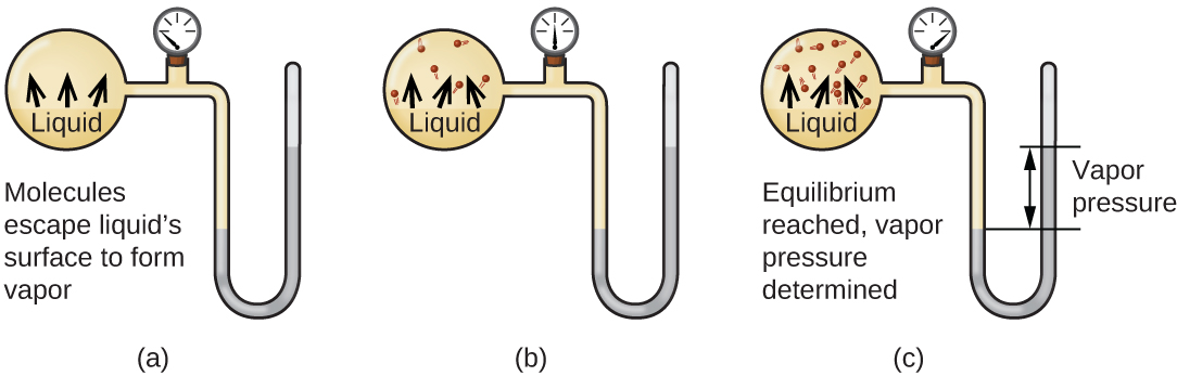 Three images are shown and labeled “a,” “b,” and “c.” Each image shows a round bulb connected on the right to a tube that is horizontal, then is bent vertically, curves, and then is vertical again to make a u-shape. A valve is located in the horizontal portion of the tube. Image a depicts a liquid in the bulb, labeled, “Liquid,” and upward-facing arrows leading away from the surface of the liquid. The phrase, “Molecules escape surface and form vapor” is written below the bulb, and a gray liquid in the u-shaped portion of the tube is shown at equal heights on the right and left sides. Image b depicts a liquid in the bulb, labeled, “Liquid,” and upward-facing arrows leading away from the surface of the liquid to molecules drawn in the upper portion of the bulb. A gray liquid in the u-shaped portion of the tube is shown slightly higher on the right side than on the left side. Image c depicts a liquid in the bulb, labeled, “Liquid,” and upward-facing arrows leading away from the surface of the liquid to molecules drawn in the upper portion of the bulb. There are more molecules present in c than in b. The phrase “Equilibrium reached, vapor pressure determined,” is written below the bulb and a gray liquid in the u-shaped portion of the tube is shown higher on the right side. A horizontal line is drawn level with each of these liquid levels and the distance between the lines is labeled with a double-headed arrow. This section is labeled with the phrase, “Vapor pressure.”