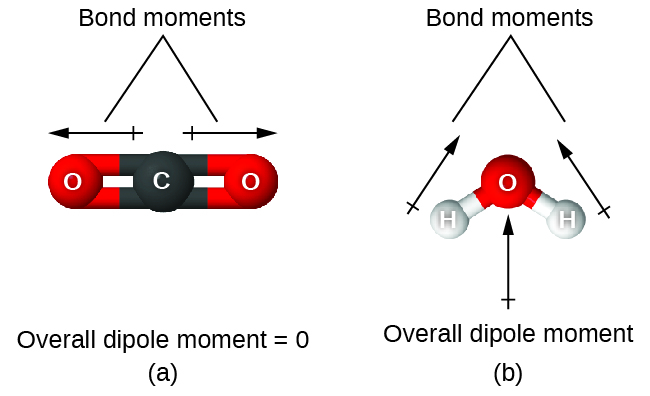 Two images are shown and labeled, “a” and “b.” Image a shows a carbon atom bonded to two oxygen atoms in a ball-and-stick representation. Two arrows face away from the center of the molecule in opposite directions and are drawn horizontally like the molecule. These arrows are labeled, “Bond moments,” and the image is labeled, “Overall dipole moment equals 0.” Image b shows an oxygen atom bonded to two hydrogen atoms in a downward-facing v-shaped arrangement. An upward-facing, vertical arrow is drawn below the molecule while two upward and inward facing arrows are drawn above the molecule. The upper arrows are labeled, “Bond moments,” while the image is labeled, “Overall dipole moment.”