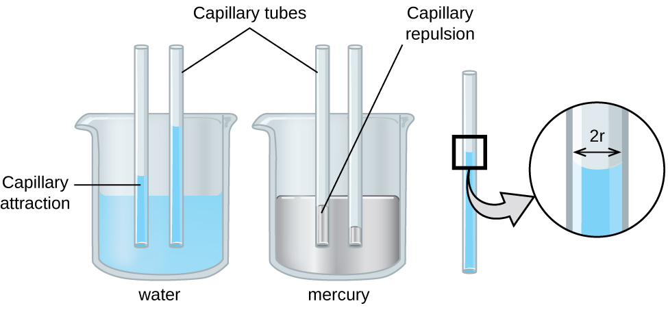 An image of two beakers and a tube is shown. The first beaker, drawn on the left and labeled “Water,” is drawn half-full of a blue liquid. Two open-ended capillary tubes are placed vertically in the beaker and inserted into the liquid. The liquid is shown higher in the tubes than in the beaker and is labeled “Capillary attraction.” The second beaker, drawn in the middle and labeled “Mercury,” is drawn half-full of a gray liquid. Two open-ended capillary tubes are placed vertically in the beaker and inserted into the liquid. The liquid is shown lower in the tubes than in the beaker and is labeled “Capillary repulsion.” Lines point to the vertical tubes and label them “Capillary tubes.” A separate drawing of one of the vertical tubes from the first beaker is shown on the right. A right-facing arrow leads from the liquid in the tube to a square call-out box that shows a close-up view of the liquid’s surface. The distance across the tube is labeled “2 r” in this image.