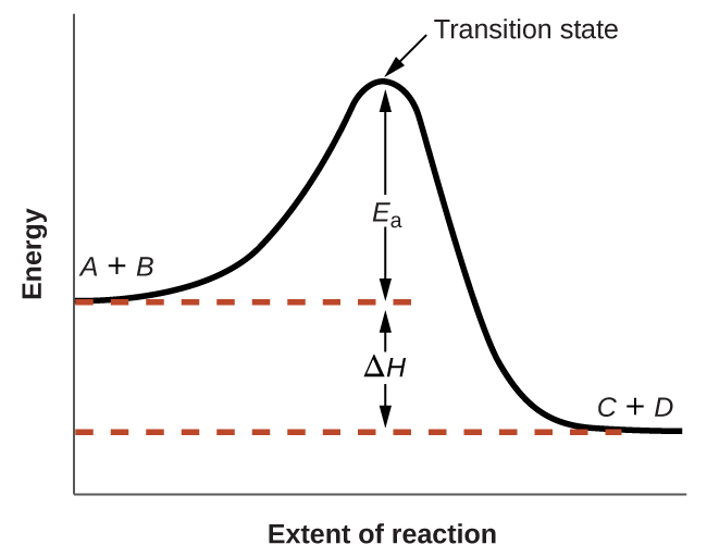 A graph is shown with the label, “Extent of reaction,” bon the x-axis and the label, “Energy,” on the y-axis. Above the x-axis, a portion of a curve is labeled “A plus B.” From the right end of this region, the concave down curve continues upward to reach a maximum near the height of the y-axis. The peak of this curve is labeled, “Transition state.” A double sided arrow extends from a dashed red horizontal line that originates at the y-axis at a common endpoint with the curve to the peak of the curve. This arrow is labeled “E subscript a.” A second horizontal red dashed line segment is drawn from the right end of the black curve left to the vertical axis at a level significantly lower than the initial “A plus B” labeled end of the curve. The end of the curve that is shared with this segment is labeled, “C plus D.” The curve, which was initially dashed, continues as a solid curve from the maximum to its endpoint at the right side of the diagram. A second double sided arrow is shown. This arrow extends between the two dashed horizontal lines and is labeled, “capital delta H.”