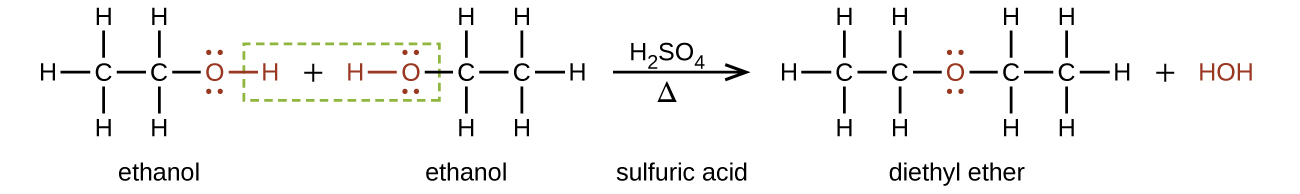 This figure shows a reaction. The first molecule, which is labeled, “ethanol,” is a two C atom chain. The first C atom is bonded to three H atoms and a second C atom. The second C atom is bonded to a red O atom with two sets of electron dots. The O atom has a red bond to a red H atom. There is a plus sign. The next molecule, which is labeled, “ethanol,” is a red H atom with a red bond to a red O atom with two pairs of electron dots. The O atom is bonded to a C atom which is bonded to two H atoms and a second C atom. The second C atom is bonded to three H atoms. There is a green dotted box around the red H atom in the first molecule, the plus sign, and the red H and O atoms in the second molecule. To the right o the second molecule there is an arrow labeled H subscript 2 S O subscript 4 above and Greek capital delta below. The arrow is labeled, “sulfuric acid.” The resulting molecules are a C atom bonded with three H atoms and a second C atom. The second C atom is bonded to two H atoms and a red O atom. The red O atom has two sets of electron dots. The O atom is bonded to a third C atom which is bonded to two H atoms and a fourth C atom. The fourth C atom is bonded to three H atoms. This molecule is labeled, “diethyl ether.” There is a plus sign and a red H O H.