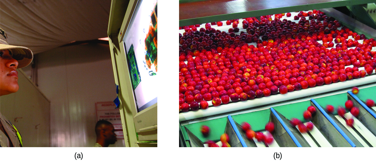 Two photographs are shown and labeled “a” and “b.” Photo a shows a man looking at a lighted image on the wall. Photo b shows strawberries on a conveyor belt dropping into a series of collection chambers.