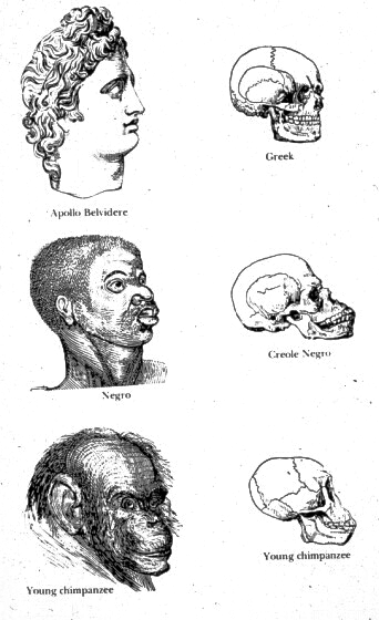 Pseudo-scientific depiction of the heads of a chimpanzee, an African, and the head of a Greek statue, with corresponding skulls. It inaccurately depicts the skull of the African as being more similar to that of the chimp than the human being.