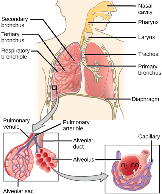 Chapter 7 The Respiratory System NSCC Human Biology