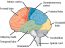 Chapter 5: The Nervous System – NSCC Human Biology