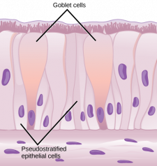 Chapter 3: Human Tissues and Systems – NSCC Human Biology