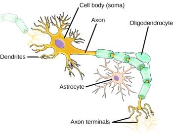 neuron dendrite interior