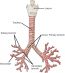 Chapter 7: The Respiratory System – NSCC Human Biology