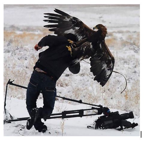 A photo Twitter users attributed to National Geographic, which depicts what appears to be a photographer being attacked by a bird.