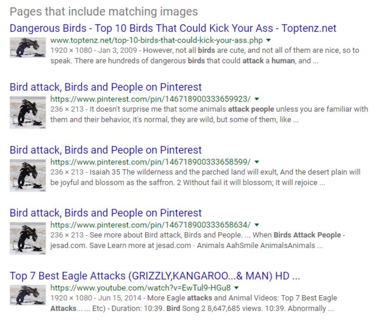 A list of pages including images that match the reverse searched image. The first webpage is titled, “Dangerous Birds – Top 10 Birds That Could Kick Your Ass.” All of the pages appear to discuss bird attacks.